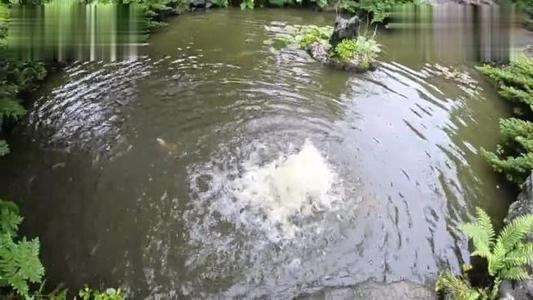烤鳄鱼(鳄鱼肉为什么那么难吃)